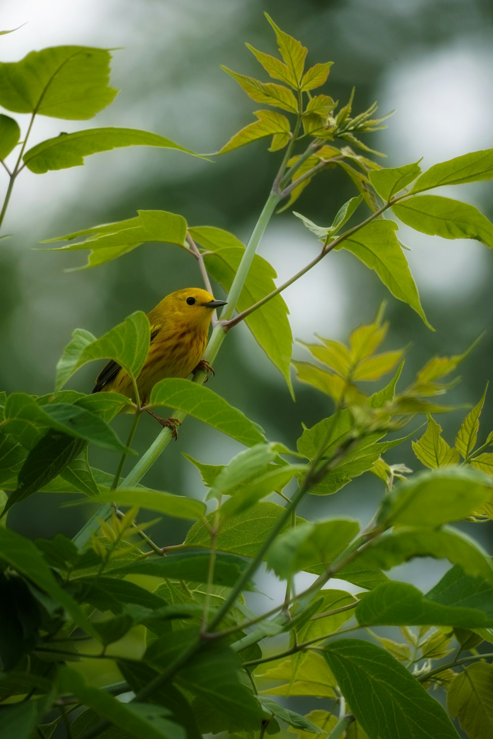 a small yellow bird perched on a tree branch