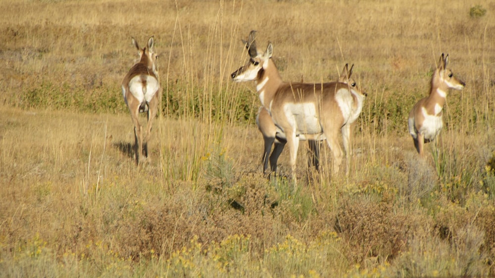 three antelope standing in a field of tall grass