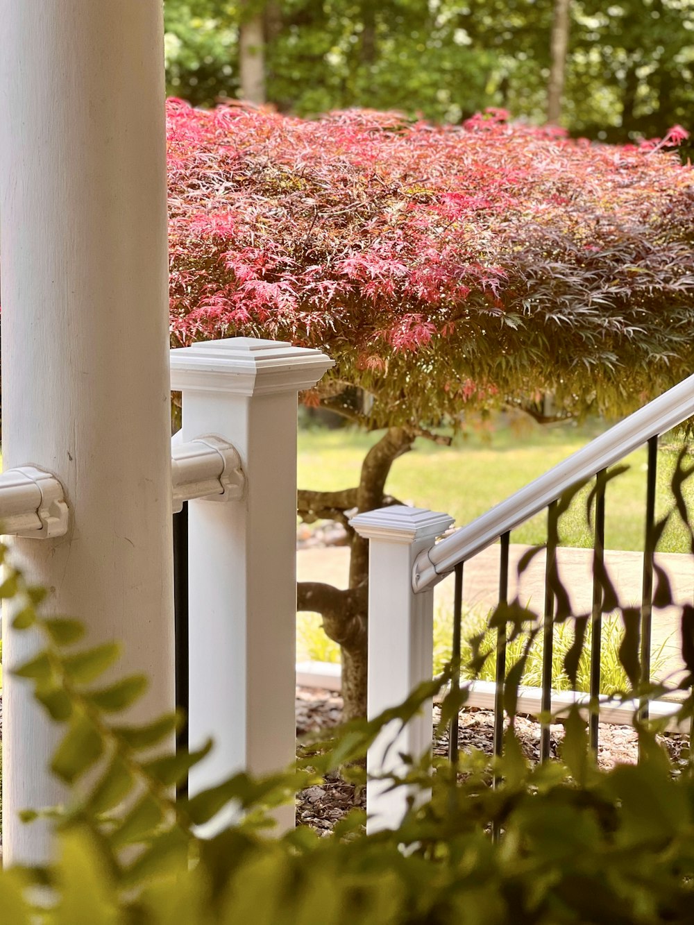 a view of a tree and some bushes from a porch