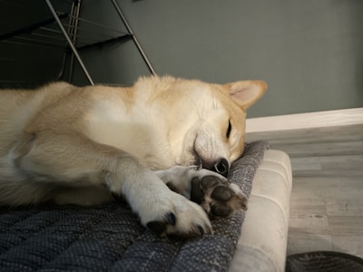 A dog with light brown and white fur is peacefully sleeping on a quilted mat. The surface beneath is wooden, and there is a drying rack in the background against a greenish-gray wall.