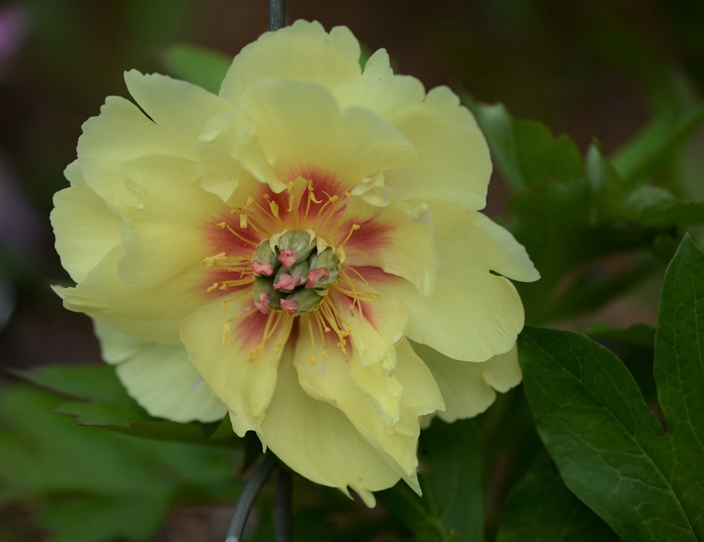 a yellow flower with a red center surrounded by green leaves