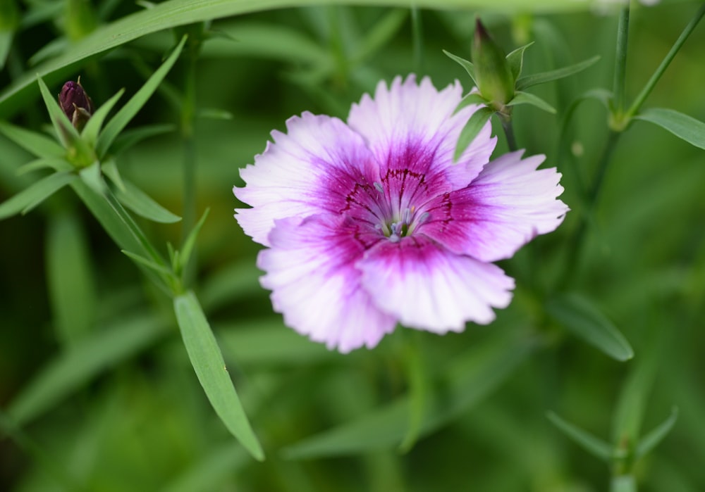 a close up of a flower with a blurry background