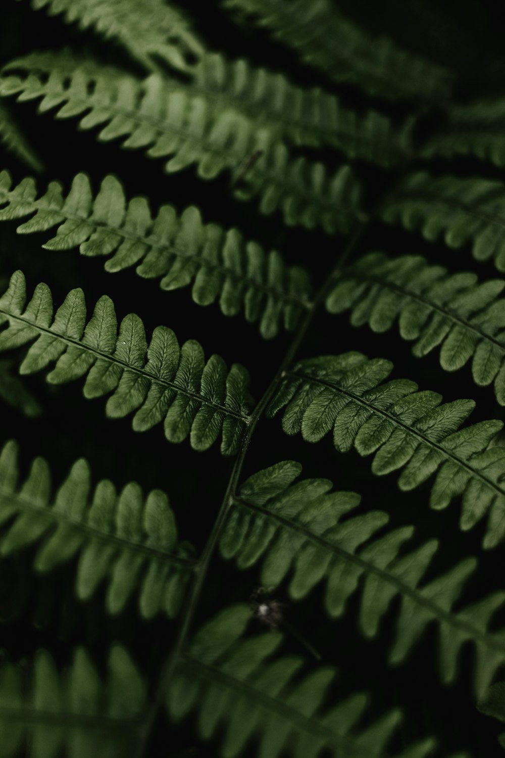 a close up of a green plant with lots of leaves