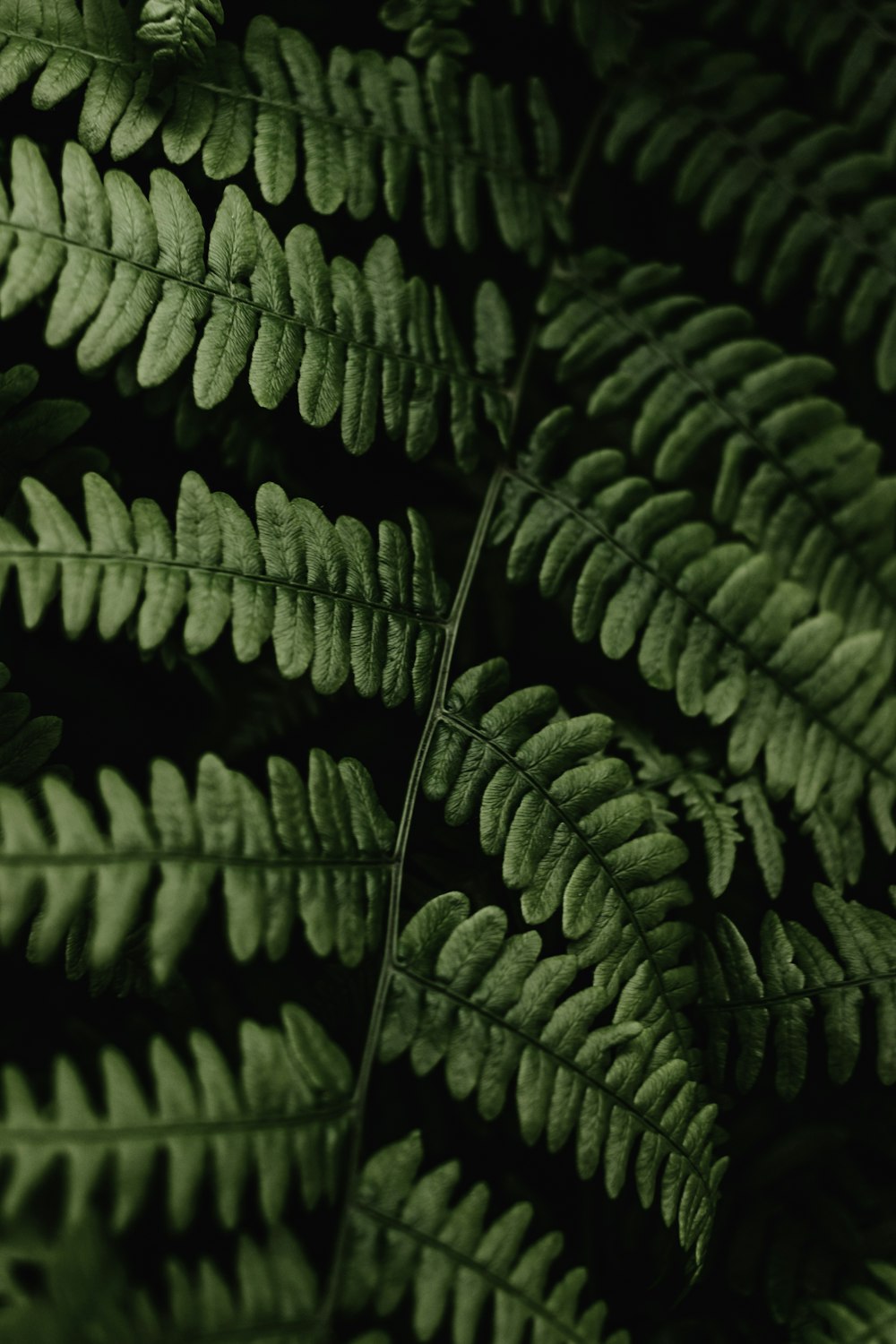 a close up of a plant with green leaves