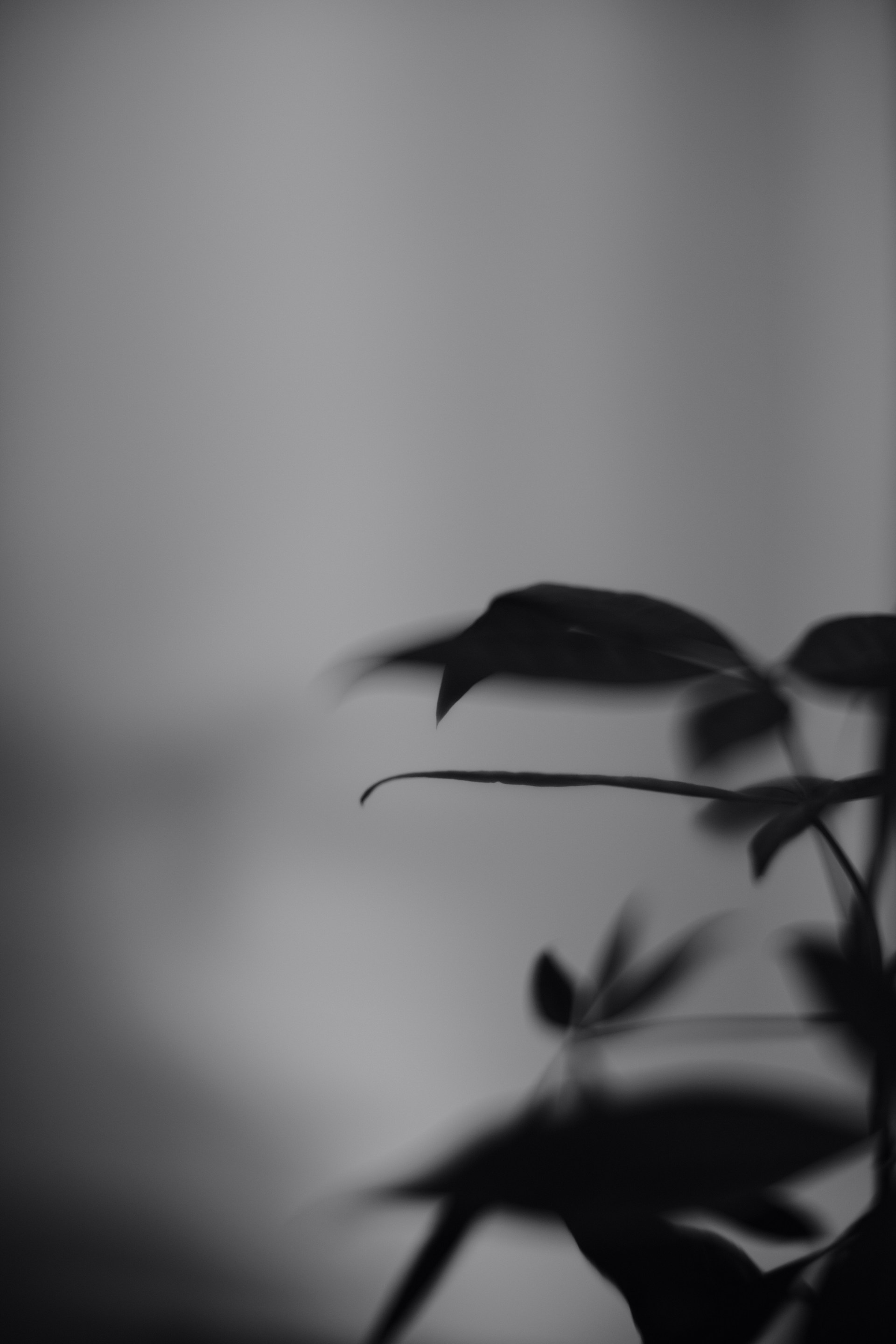 a black and white photo of a plant