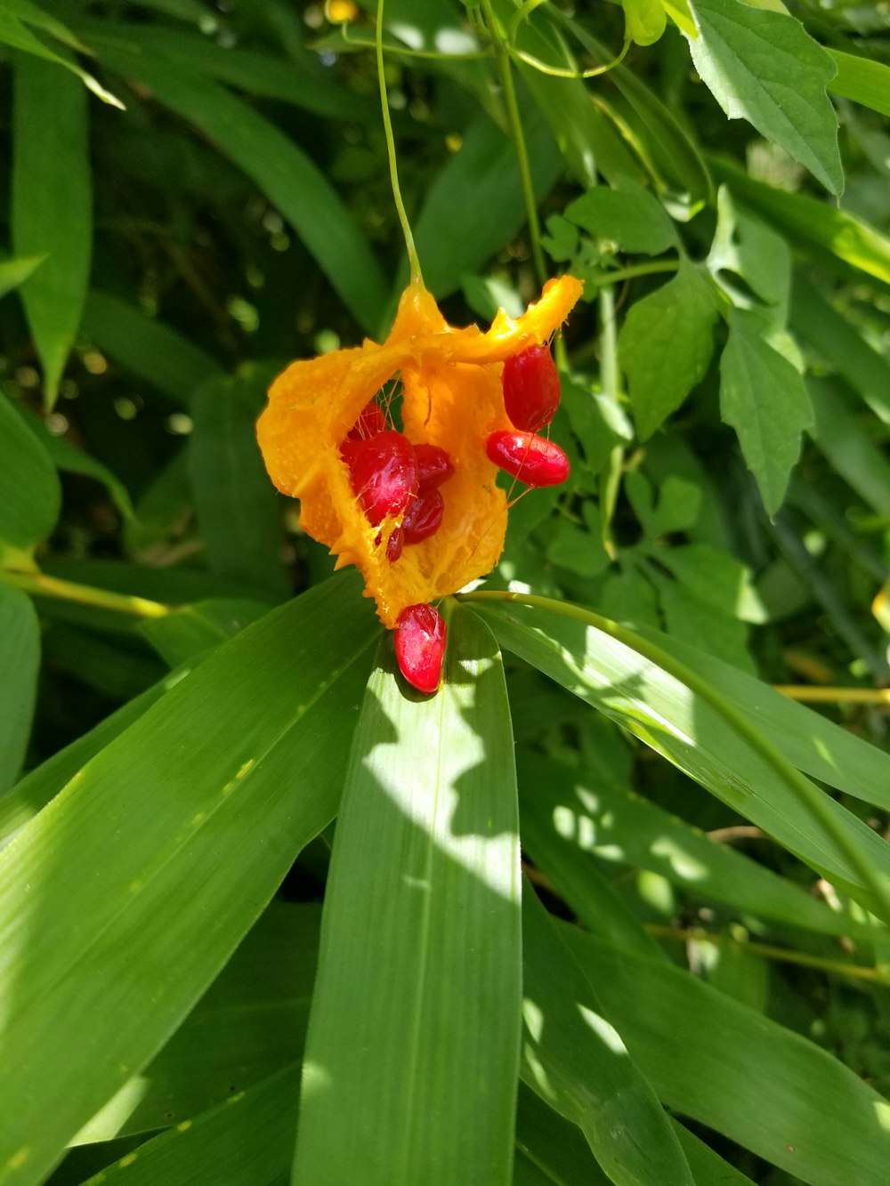 une fleur jaune et rouge assise sur des feuilles vertes