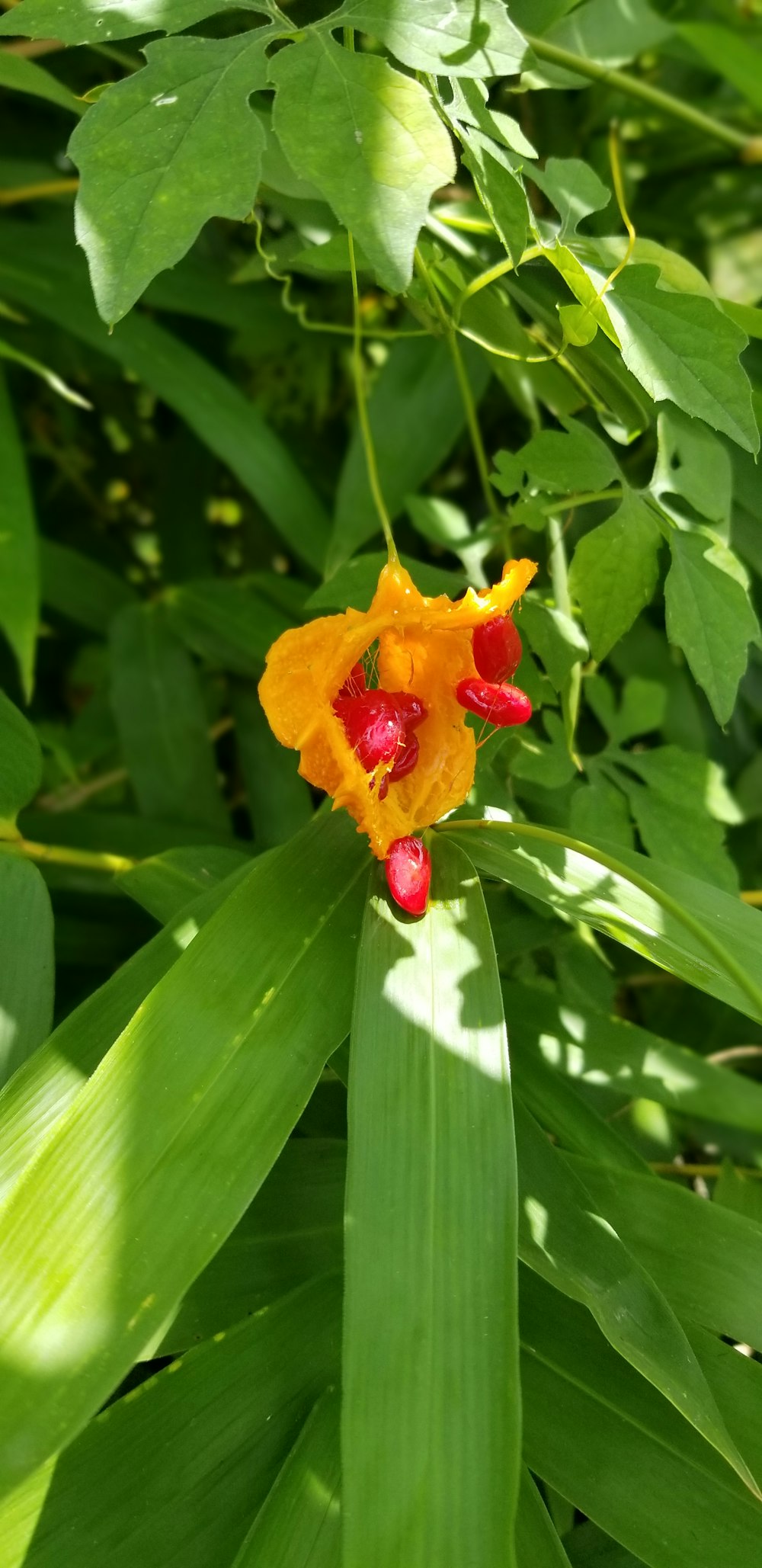 una flor amarilla y roja con hojas verdes