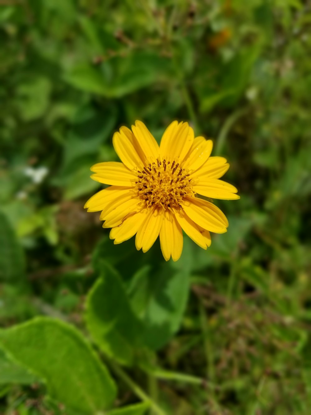 Un primer plano de una flor amarilla en un campo