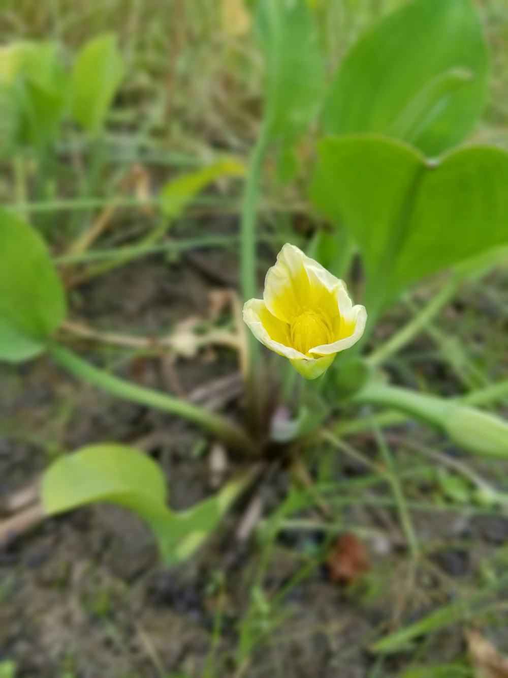 a small yellow flower in the middle of a field