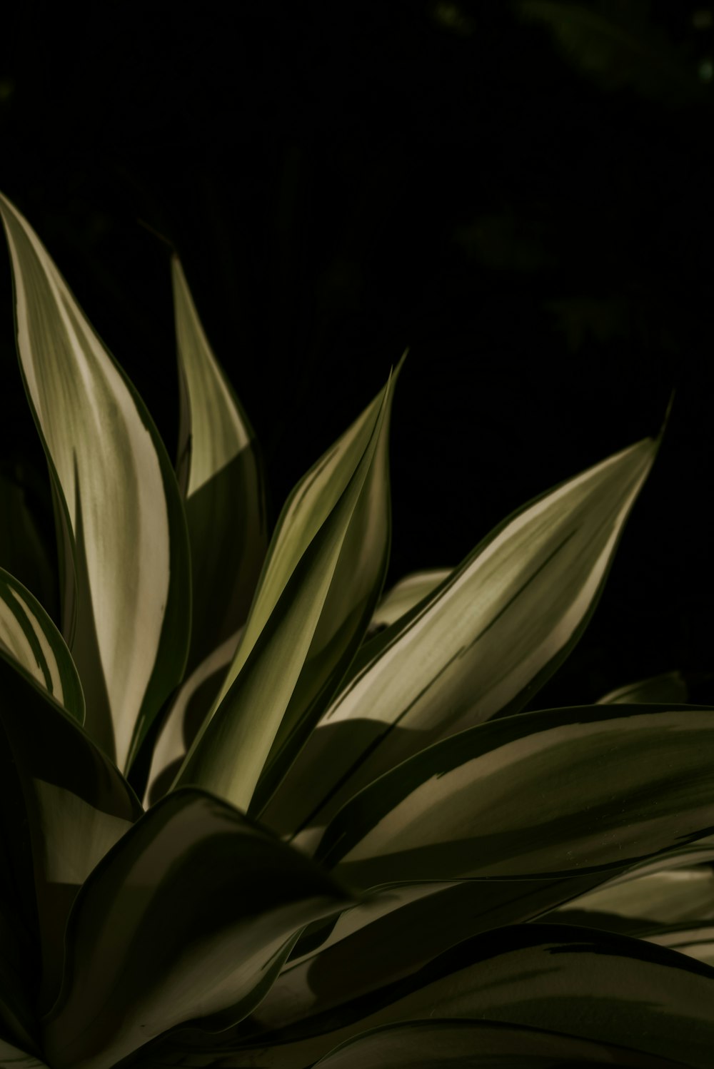 a close up of a plant with green leaves