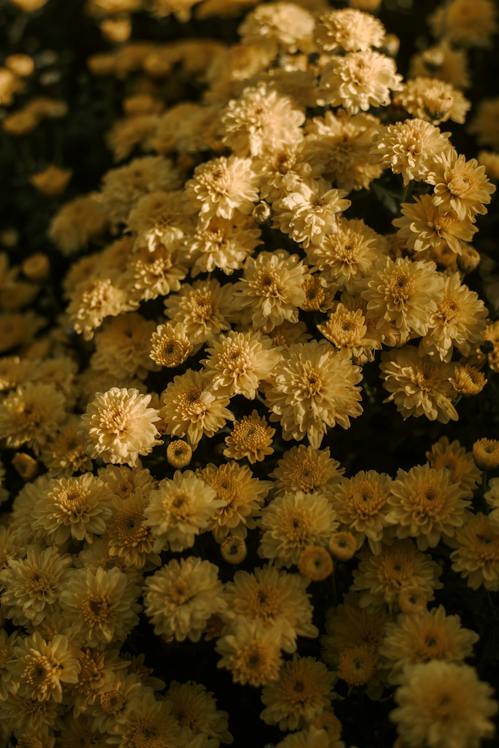 a close up of a bunch of yellow flowers