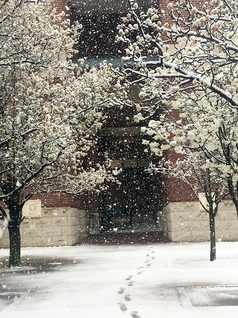 a snowy day with trees and a building in the background