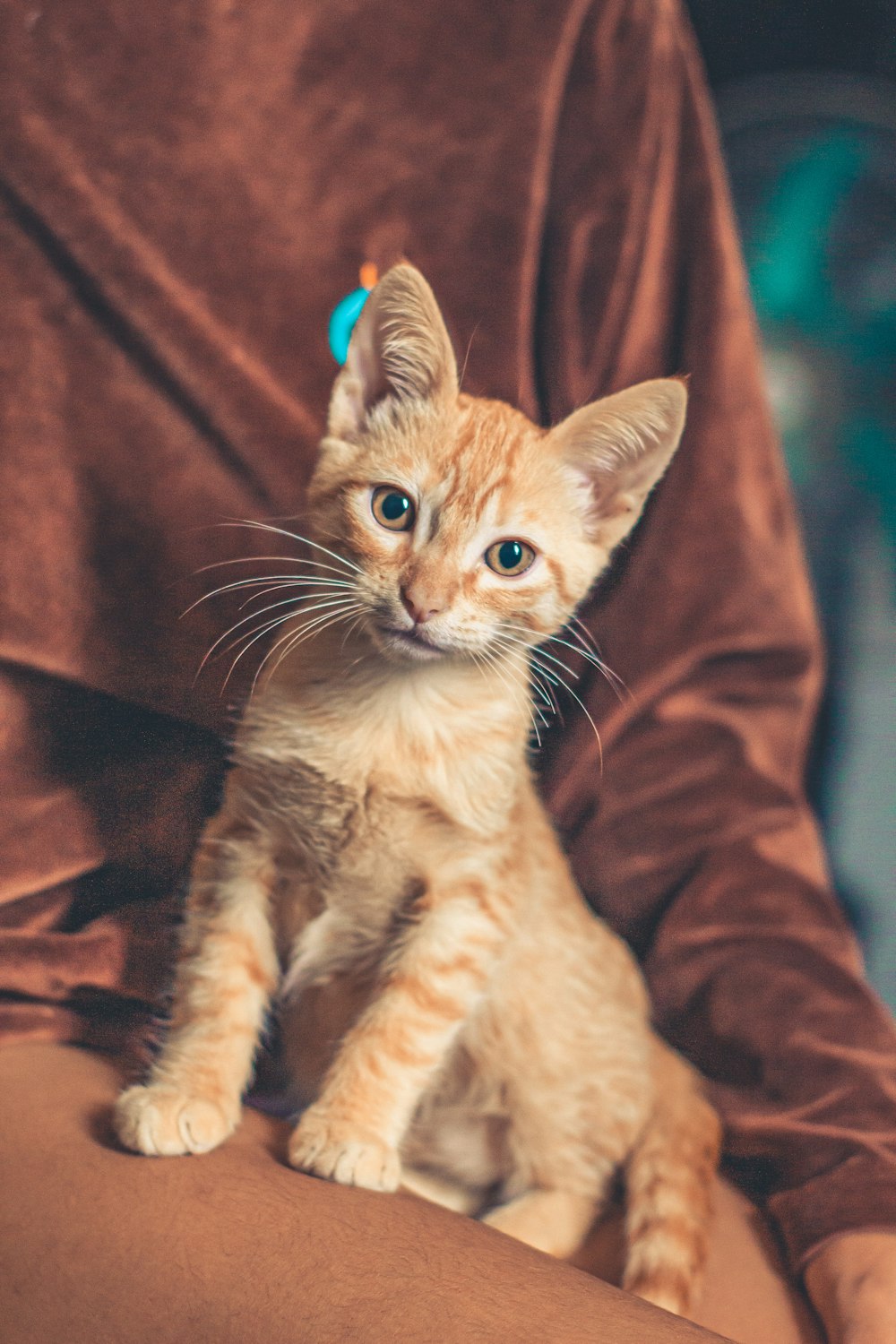 a small kitten sitting on a person's lap