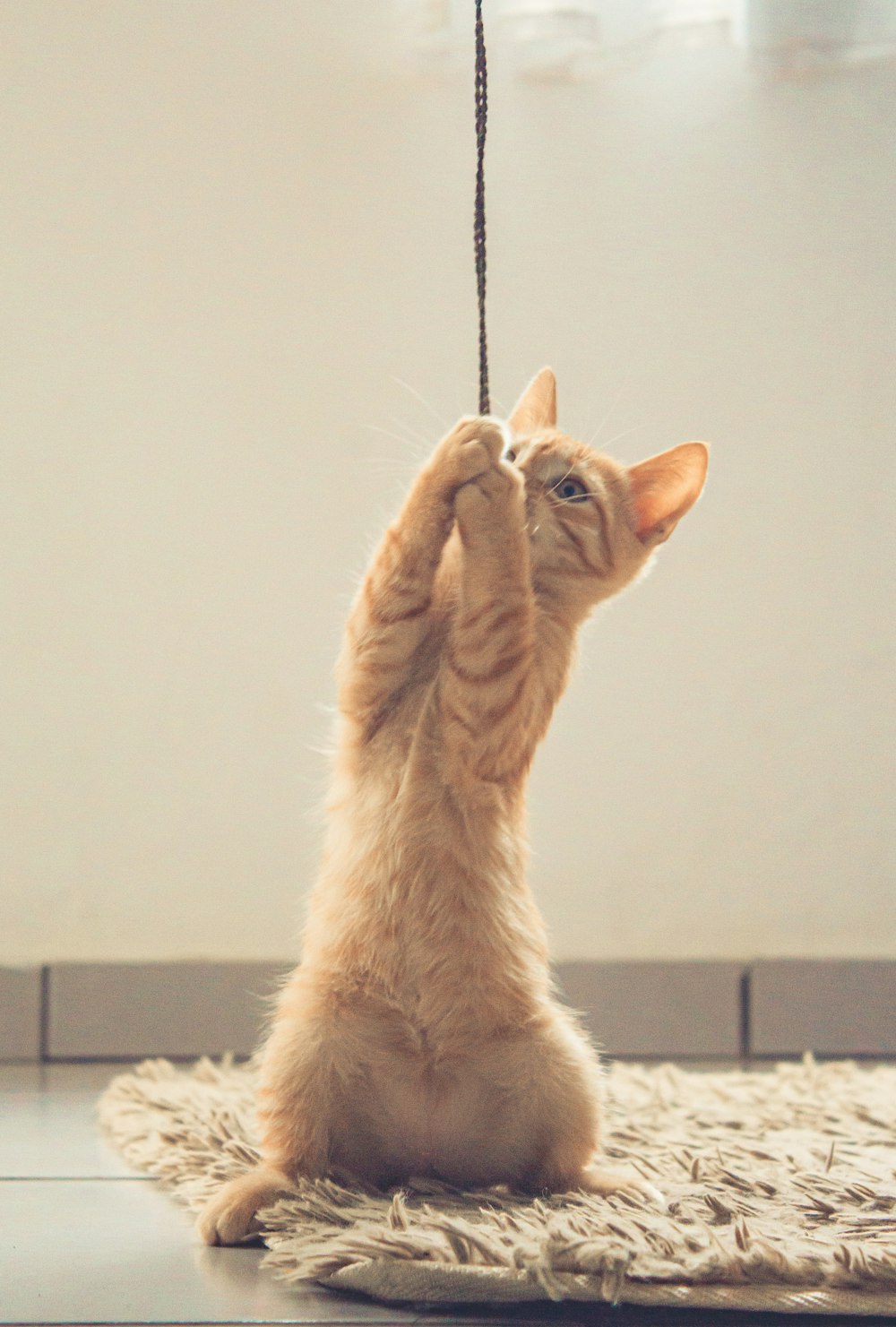a cat is playing with a rope on the floor