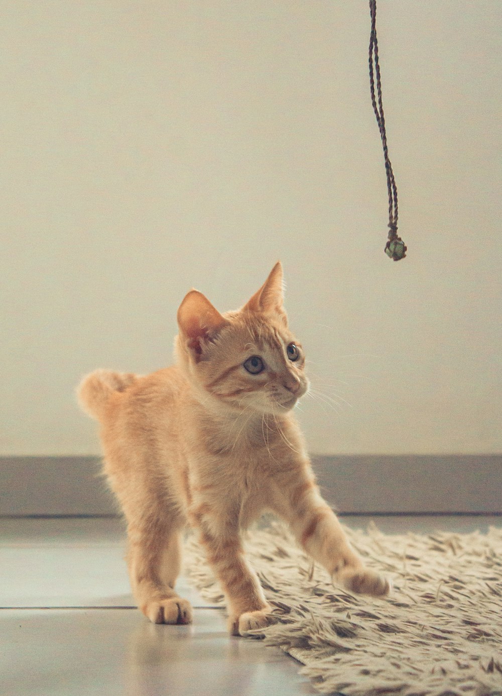 a small kitten walking across a carpeted floor