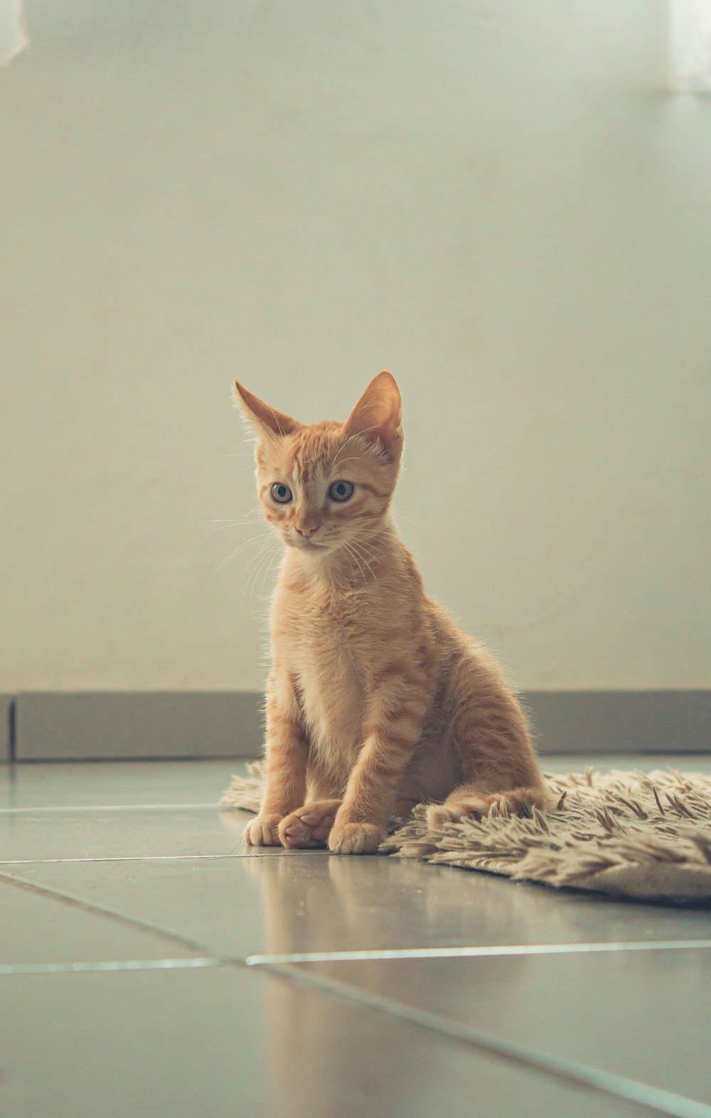 a small orange cat sitting on top of a rug