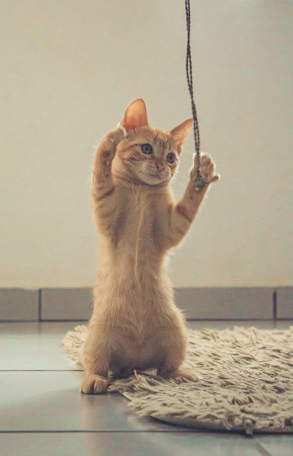 a cat playing with a rope on the floor