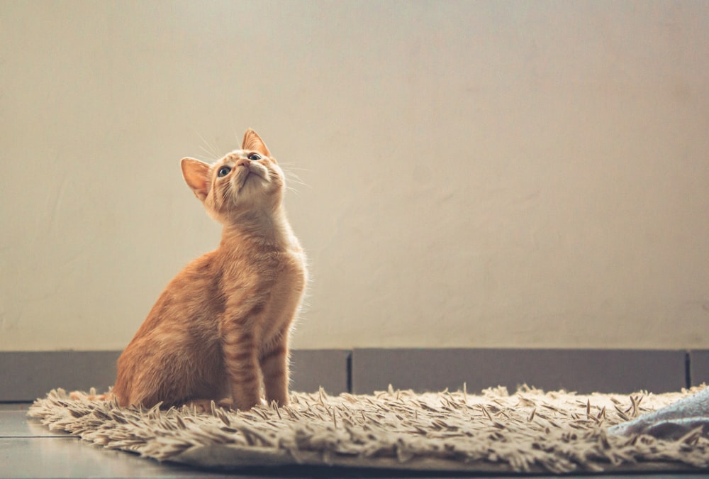 a cat sitting on a rug looking up