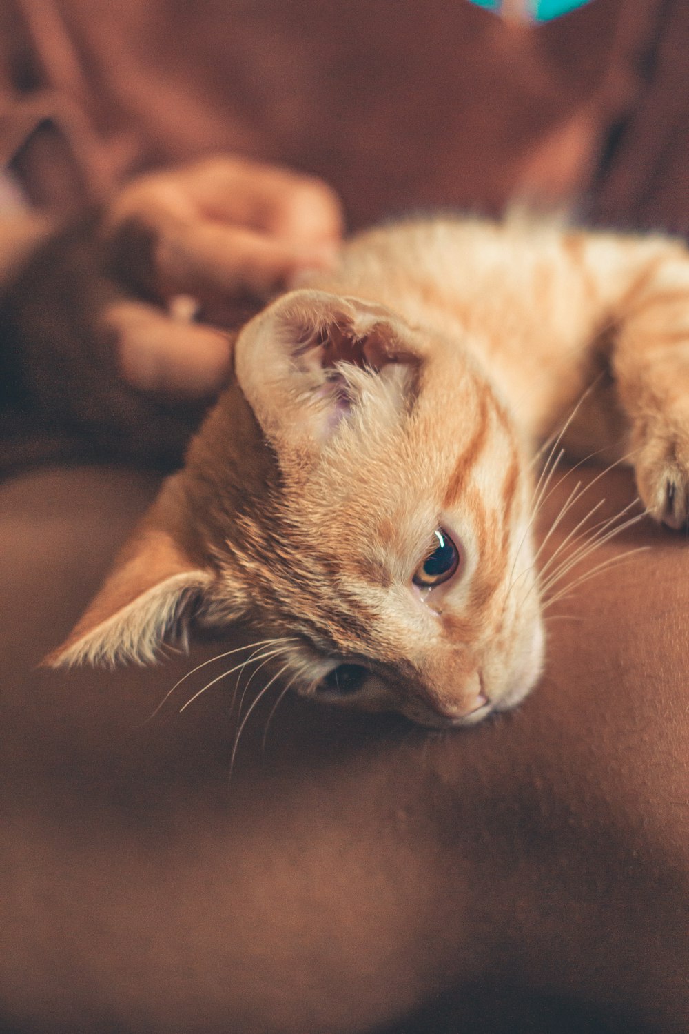an orange cat laying on a person's stomach