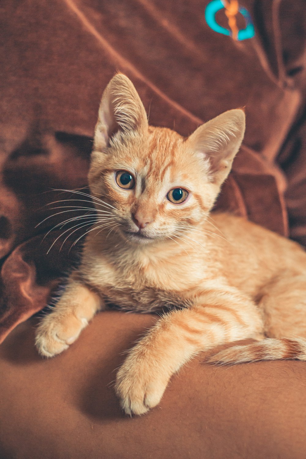 a small orange kitten laying on top of a brown couch