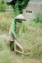 A person wearing a traditional conical hat is harvesting rice in a green, lush field. They are using a wooden tool to help gather the rice stalks. The background includes greenery and a wall with small rectangular openings.