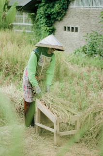 A person wearing a traditional conical hat is harvesting rice in a green, lush field. They are using a wooden tool to help gather the rice stalks. The background includes greenery and a wall with small rectangular openings.