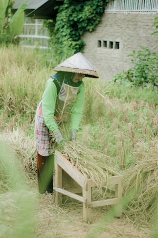 A person wearing a traditional conical hat is harvesting rice in a green, lush field. They are using a wooden tool to help gather the rice stalks. The background includes greenery and a wall with small rectangular openings.