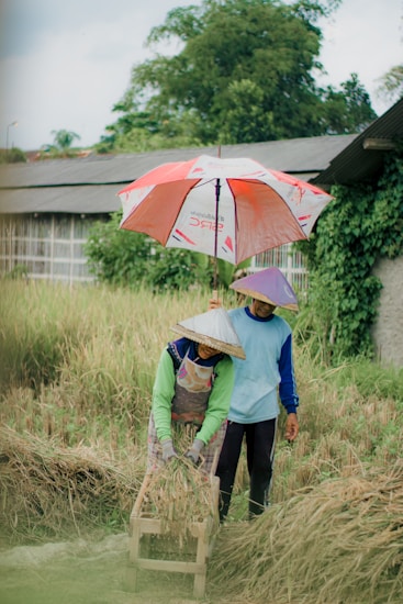 Two individuals wear traditional hats and clothing while working in a field, processing harvested crops using a wooden tool. In the background, an umbrella provides shade, and lush greenery surrounds the area.
