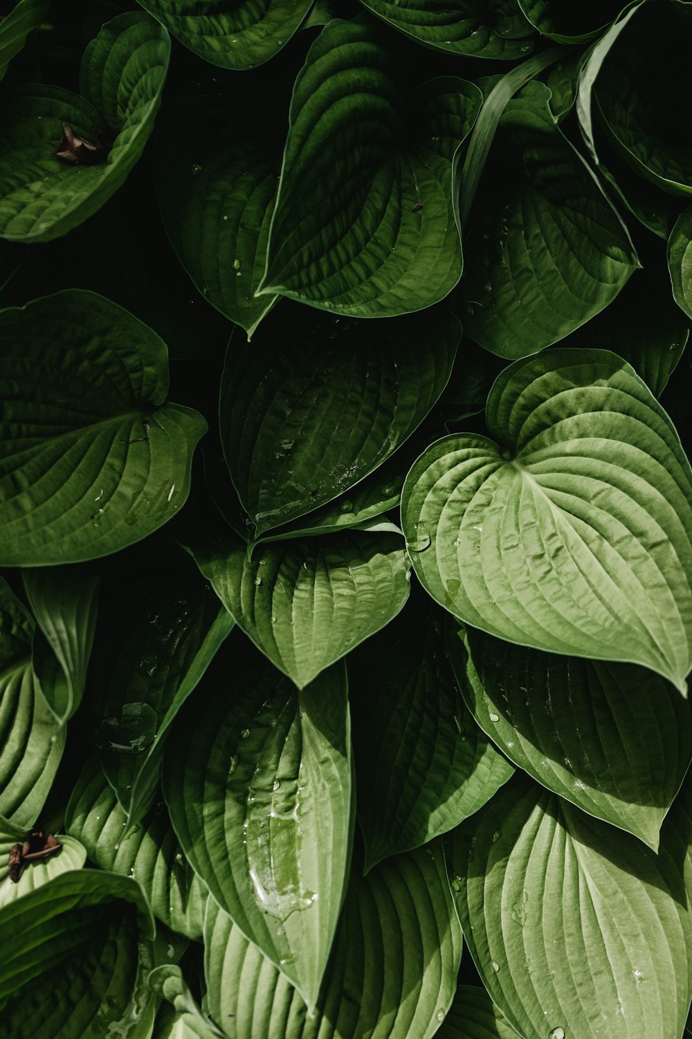 a close up of a bunch of green leaves