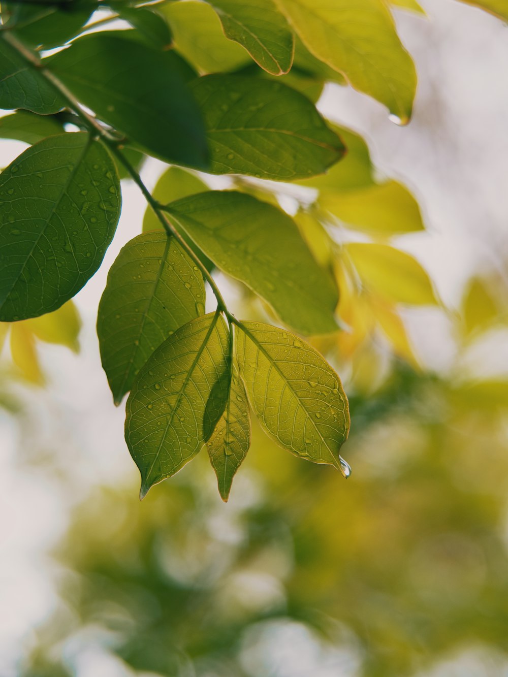 a branch of a tree with green leaves