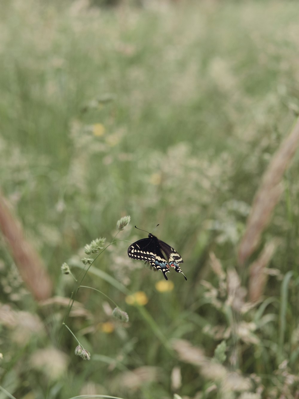 a black and white butterfly sitting on top of a green field