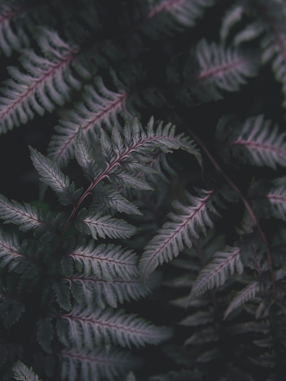 a close up of a plant with green leaves