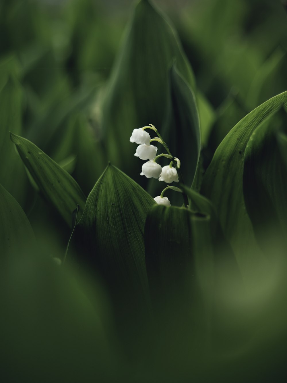 a small white flower sitting on top of green leaves