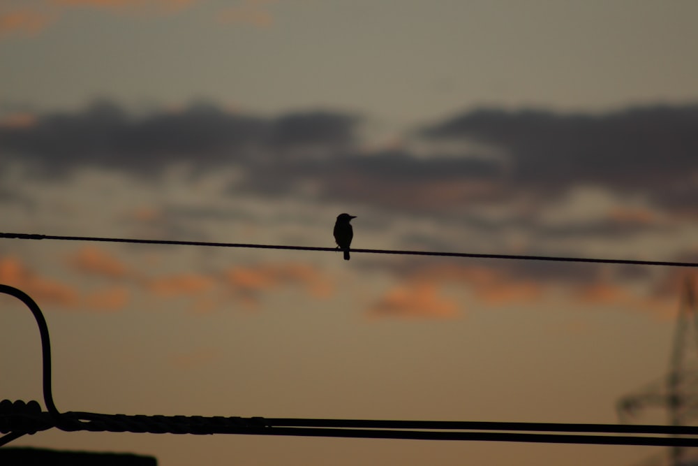 a bird sitting on a wire with a sunset in the background