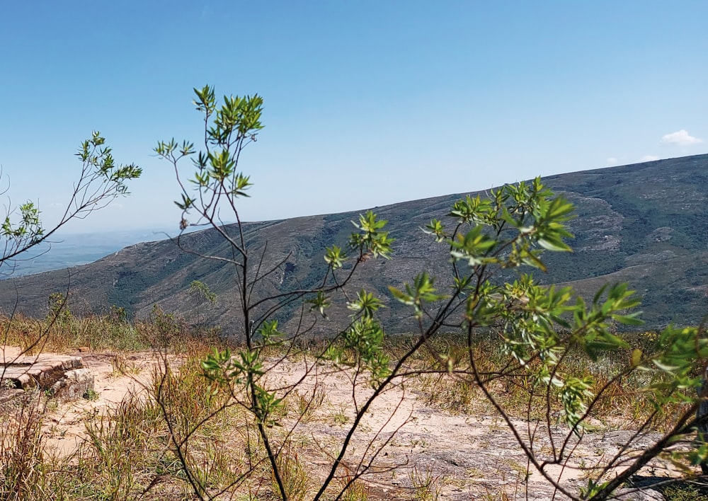 a view of the mountains from a trail