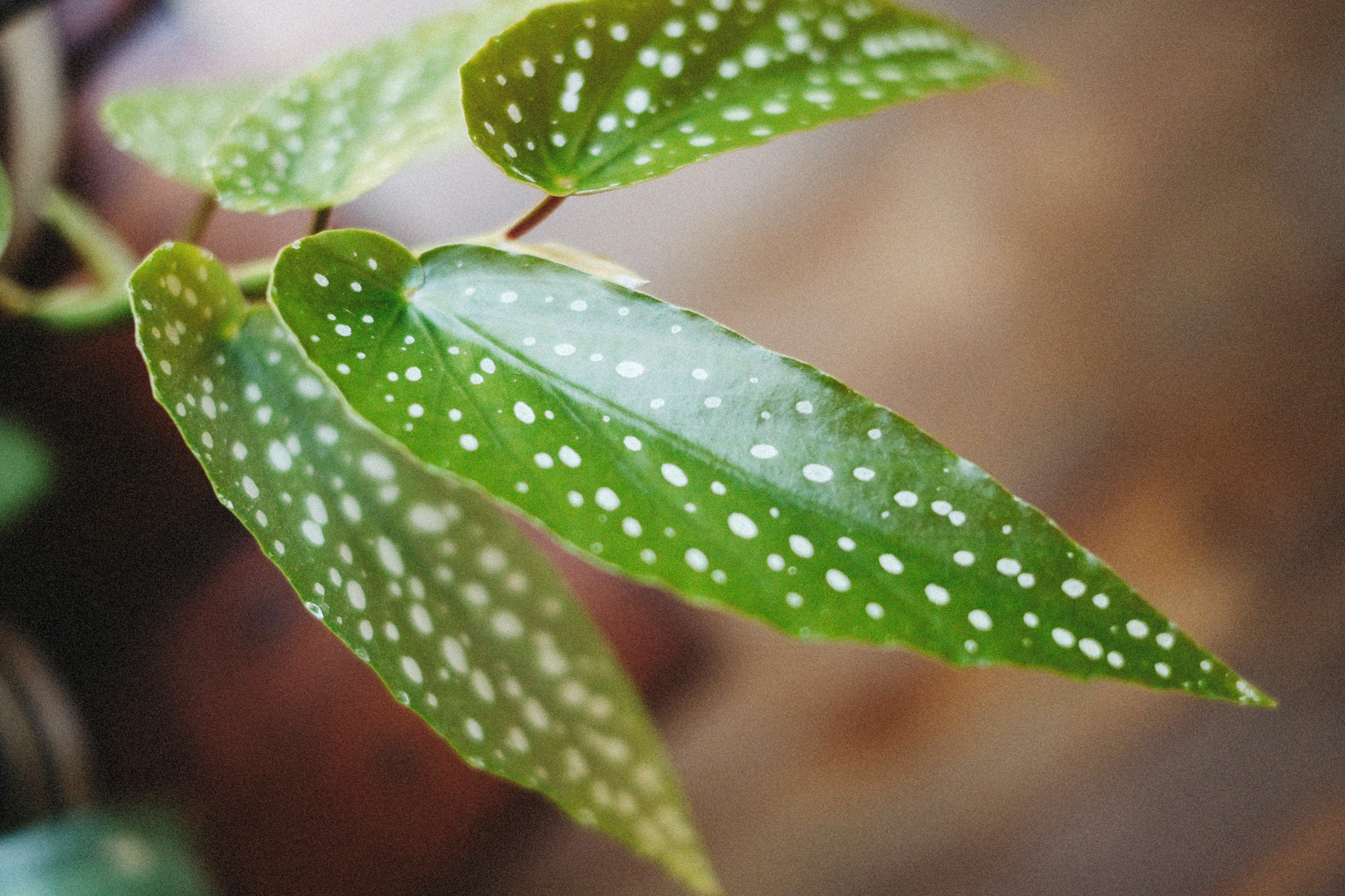 Photo by alexeydemidov