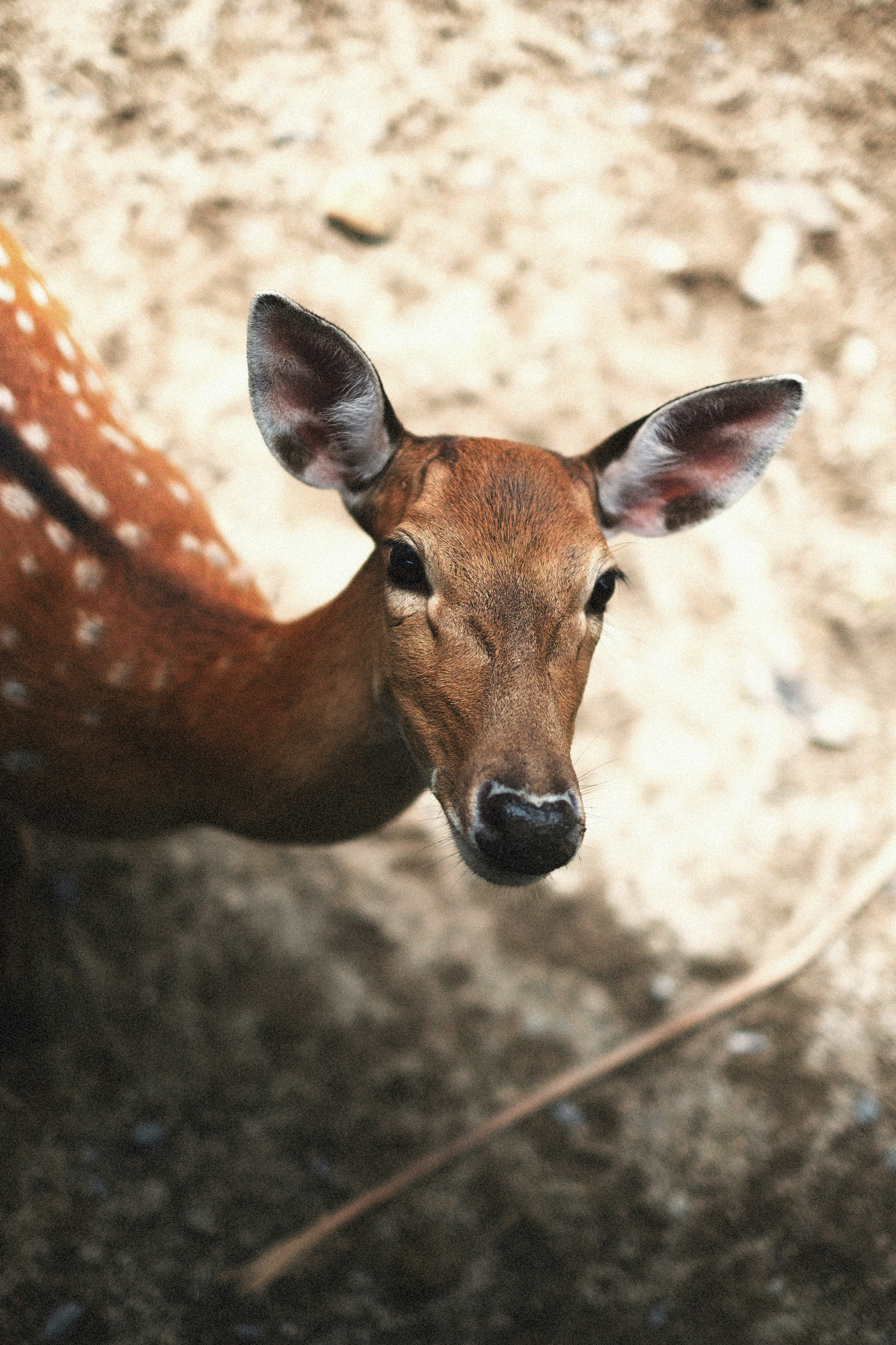 Photo by alexeydemidov
