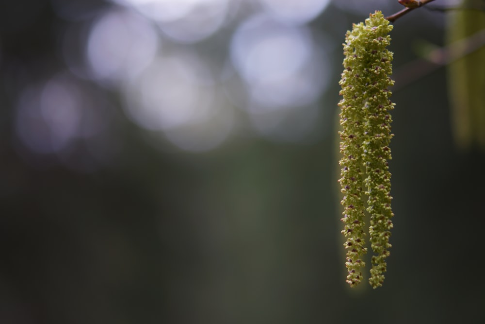 a close up of a plant on a branch