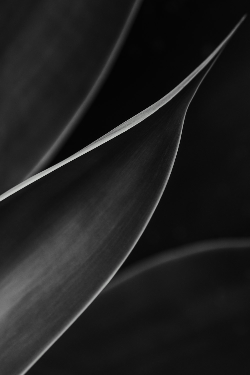 a black and white photo of a leaf