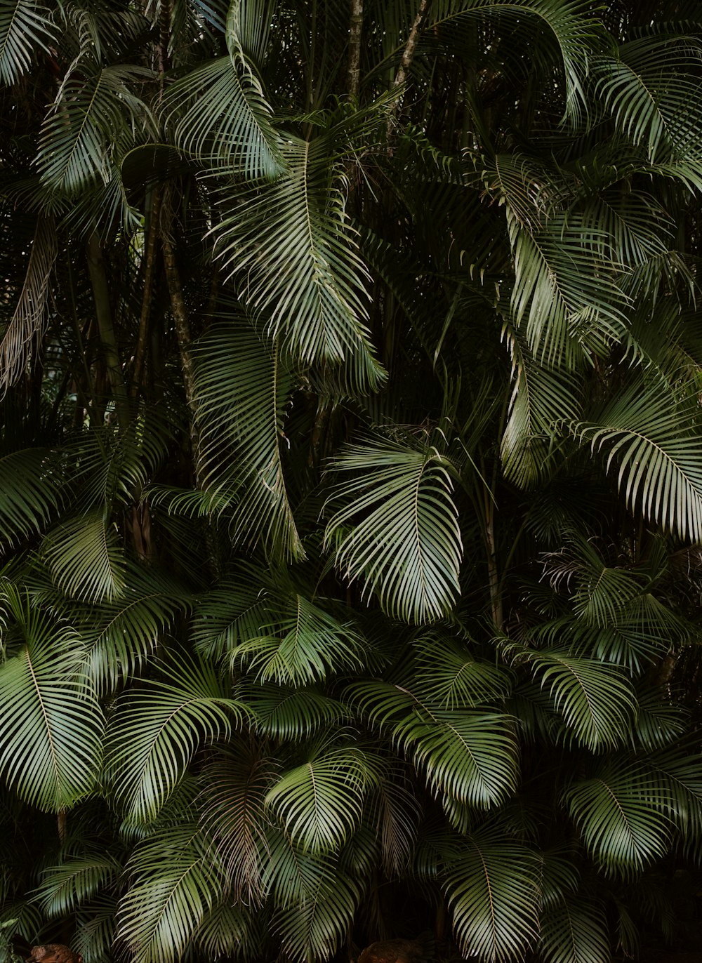 a man sitting on a bench in front of a palm tree