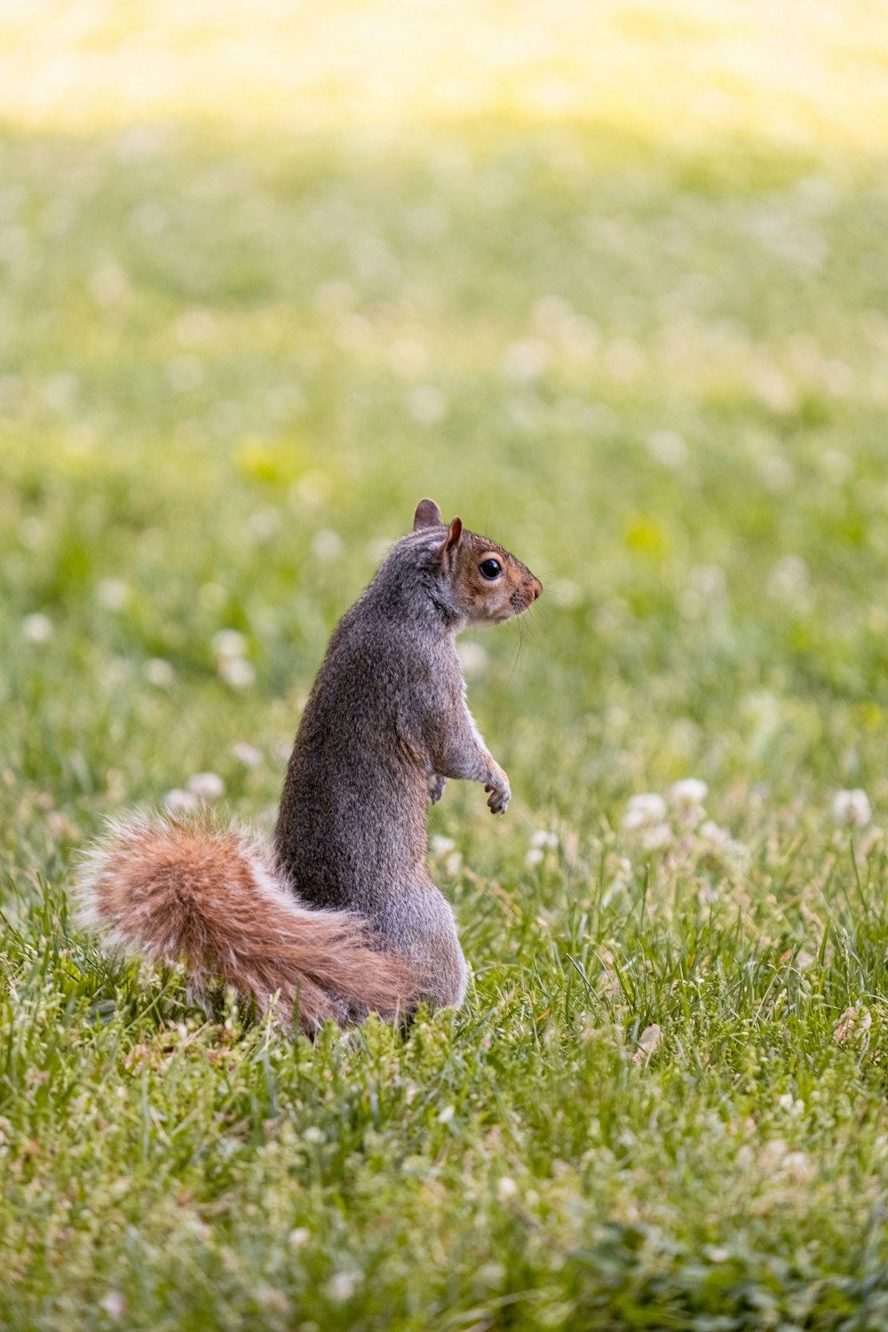 ein Eichhörnchen, das auf den Hinterbeinen im Gras steht