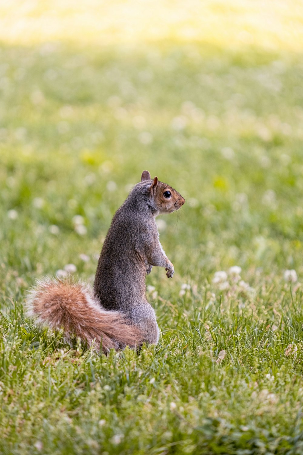 a squirrel standing on its hind legs in the grass