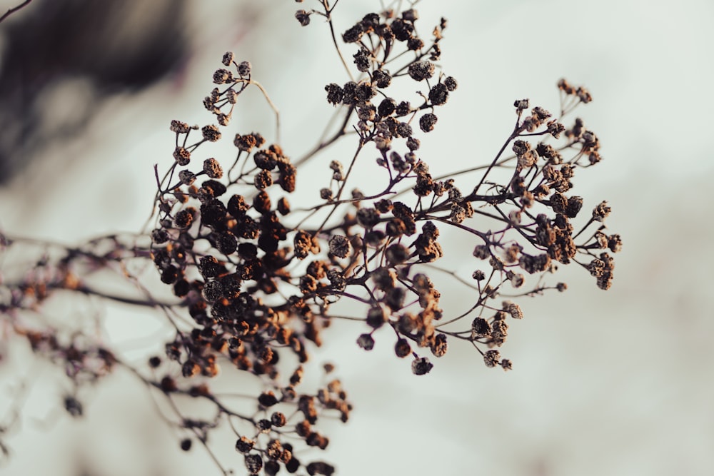 a close up of a bunch of berries on a tree