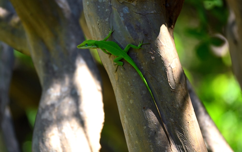 a green lizard sitting on top of a tree branch