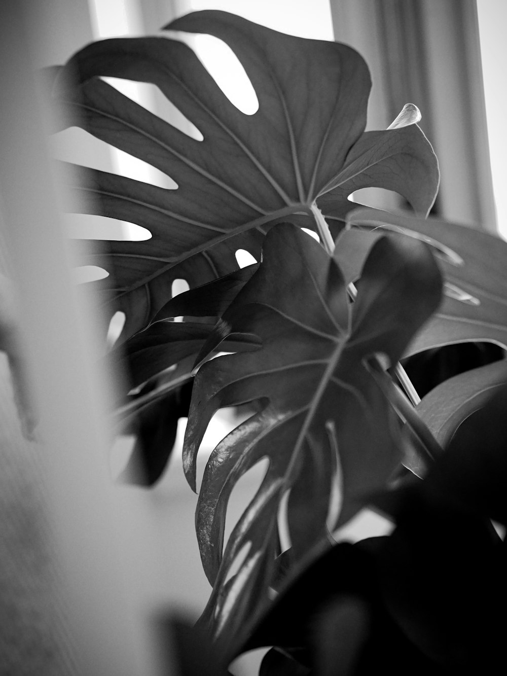 a black and white photo of a leafy plant