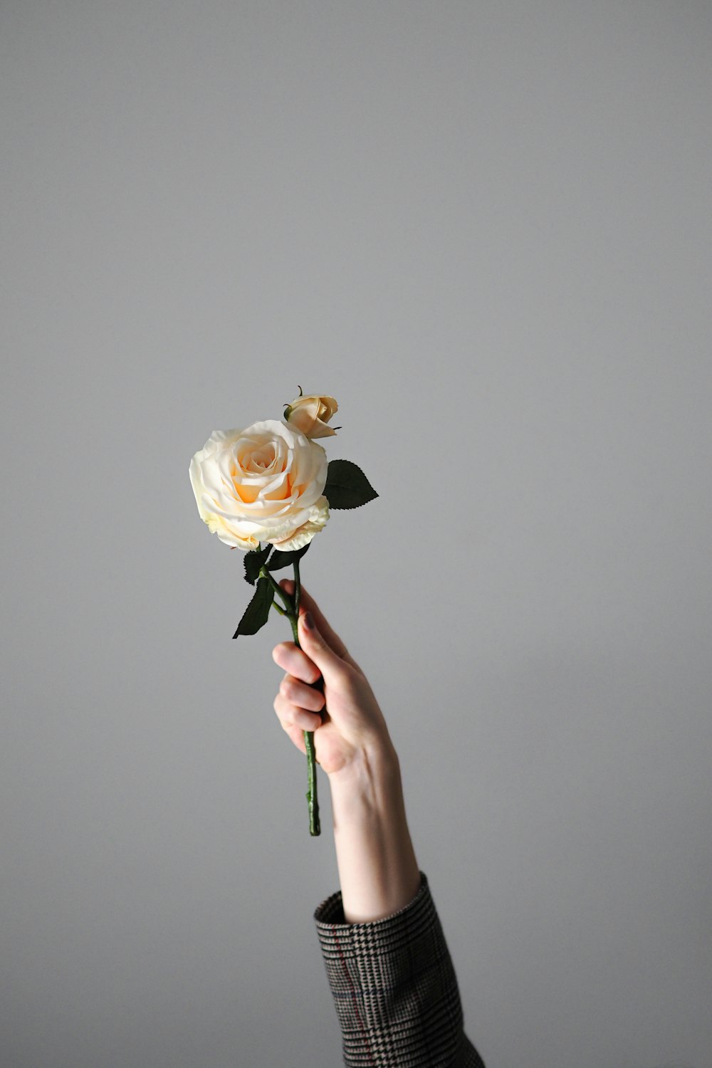 a person holding a white rose in their hand