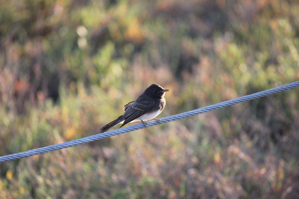 a small bird is sitting on a wire