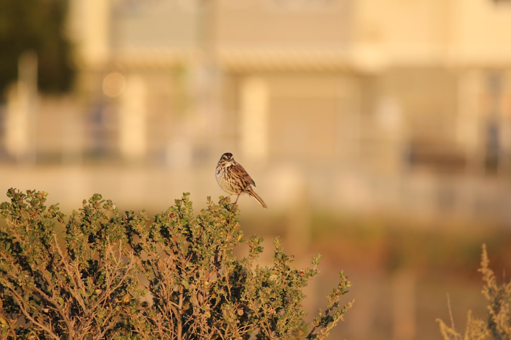 a small bird perched on top of a tree