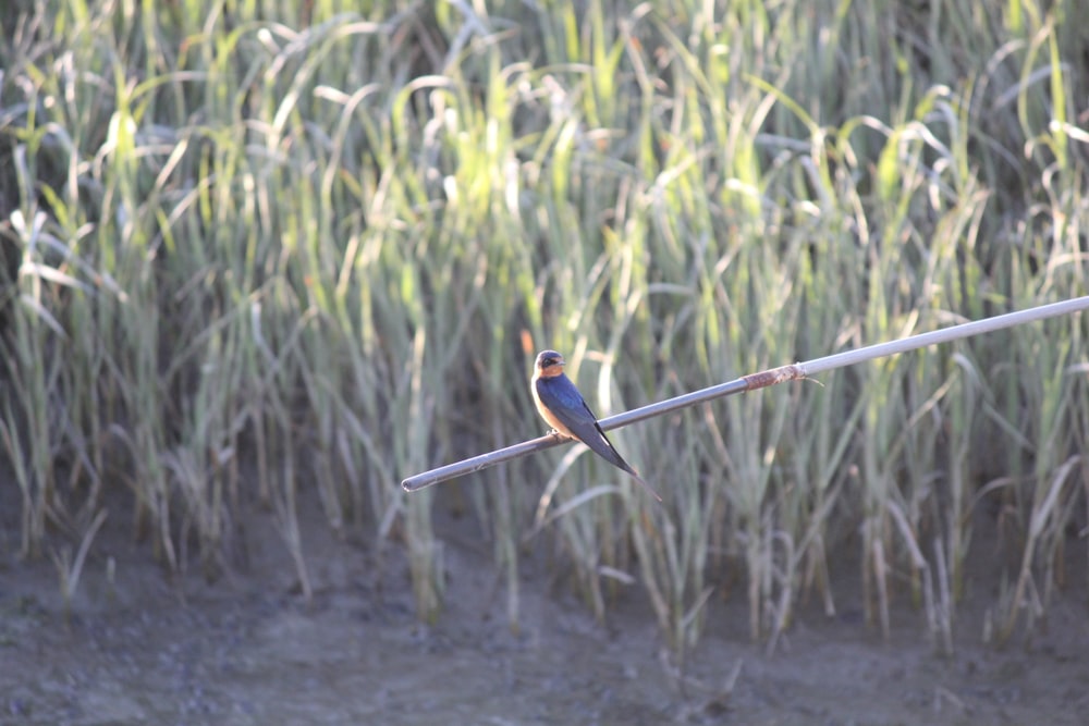 a bird sitting on a wire in front of a field