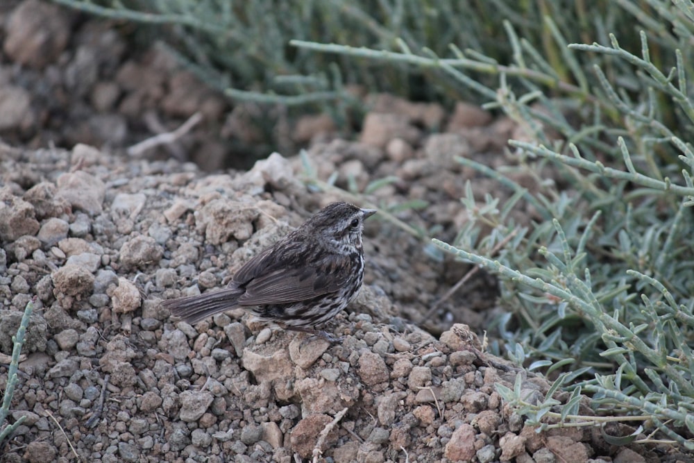 Ein kleiner Vogel sitzt auf einem Haufen Erde